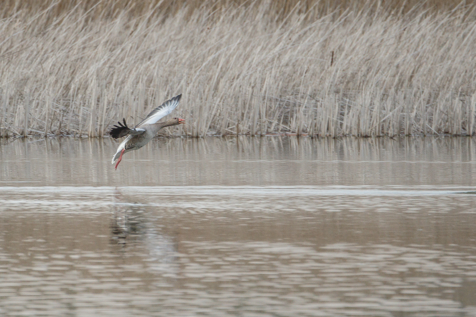 Gans in der Luft