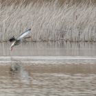 Gans in der Luft