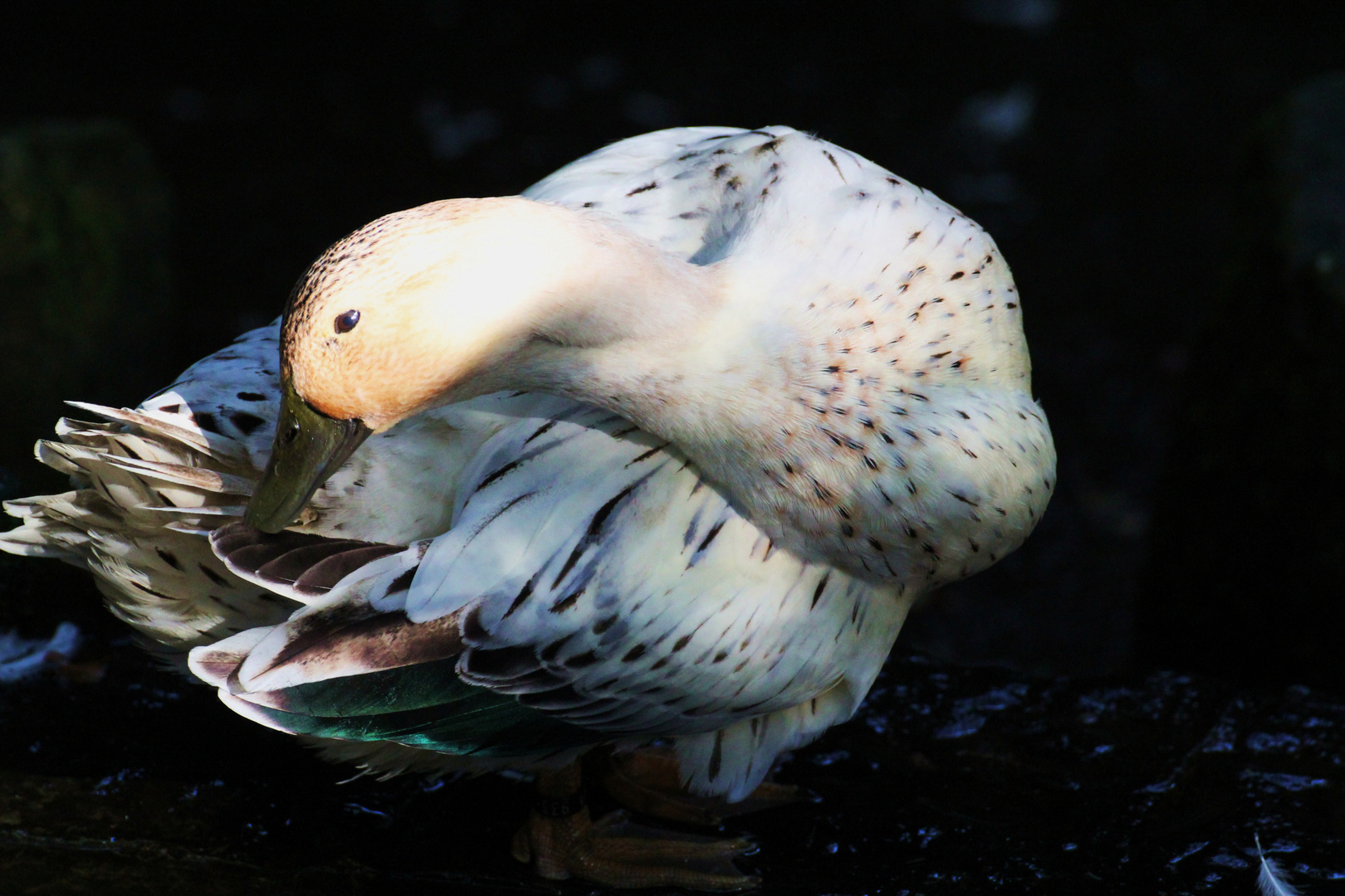 Gans in der Morgensonne