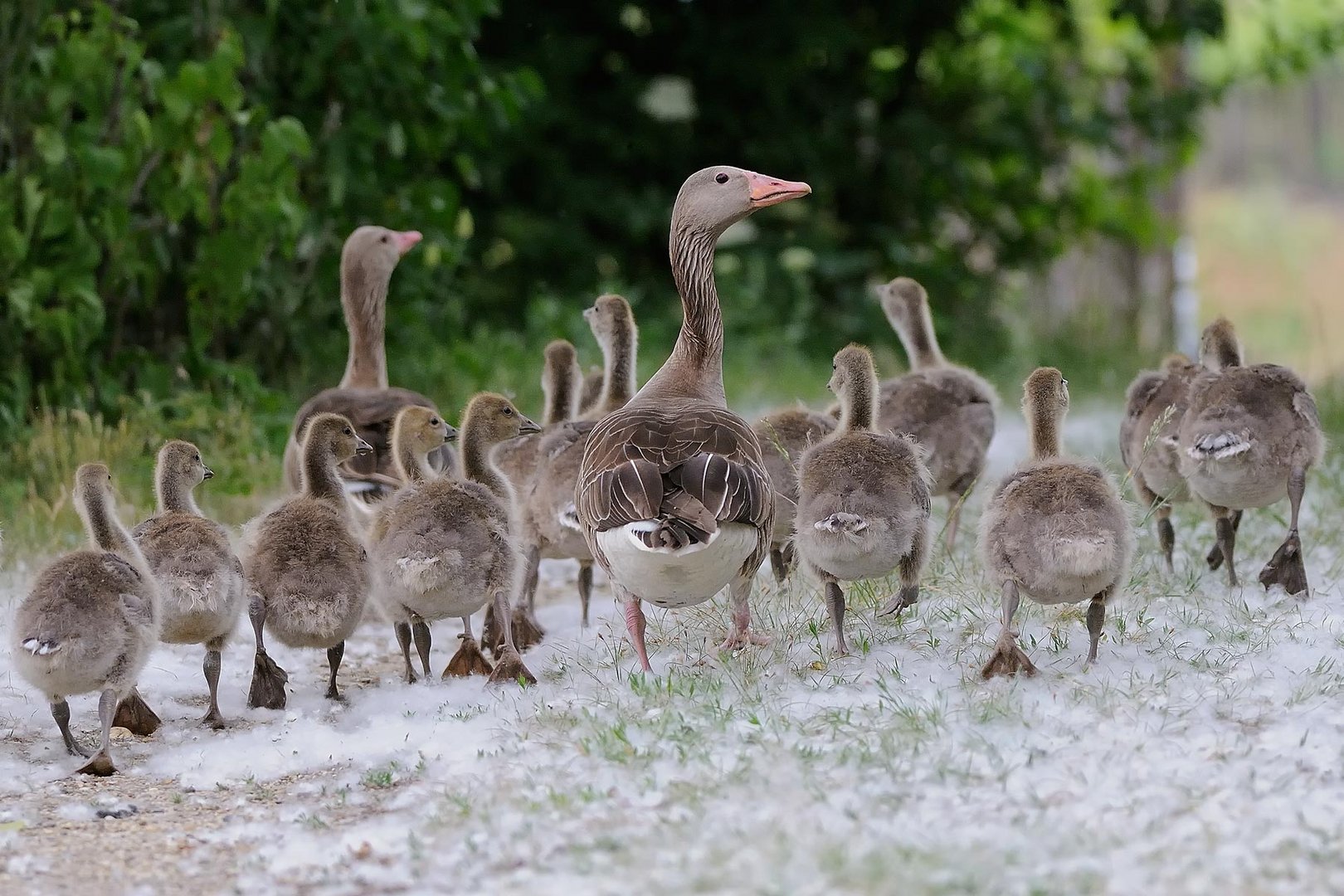 Gans in Familie