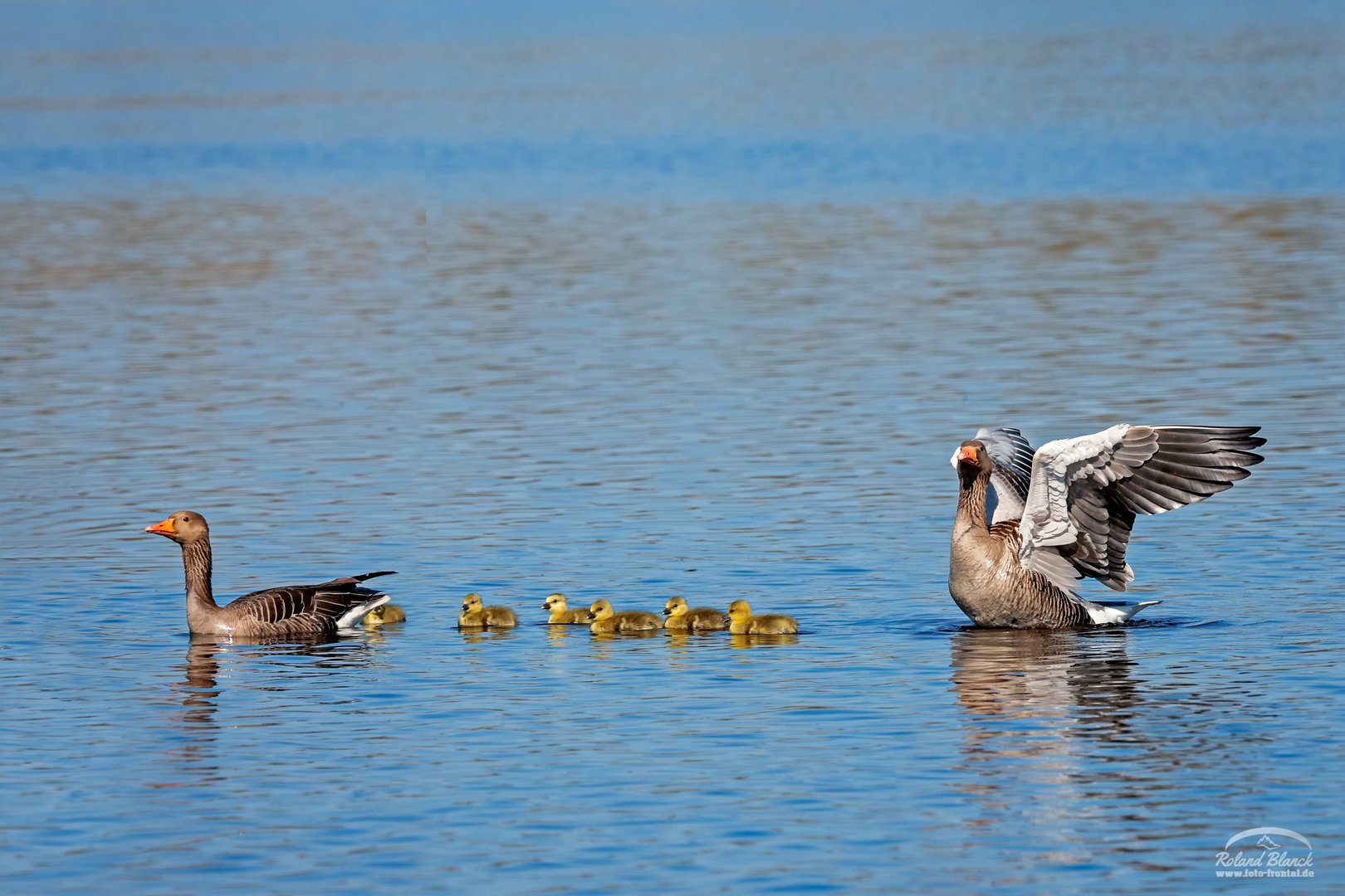 Gans in Familie