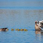 Gans in Familie