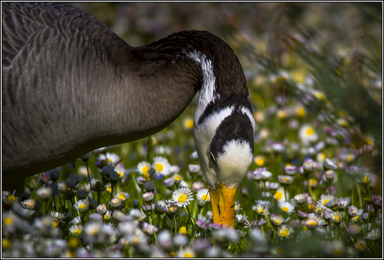 Gans in Gänseblümchen