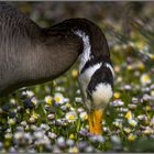 Gans in Gänseblümchen