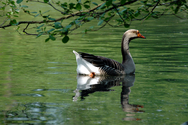 Gans in grün.....