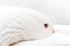 Gans in Ruhe