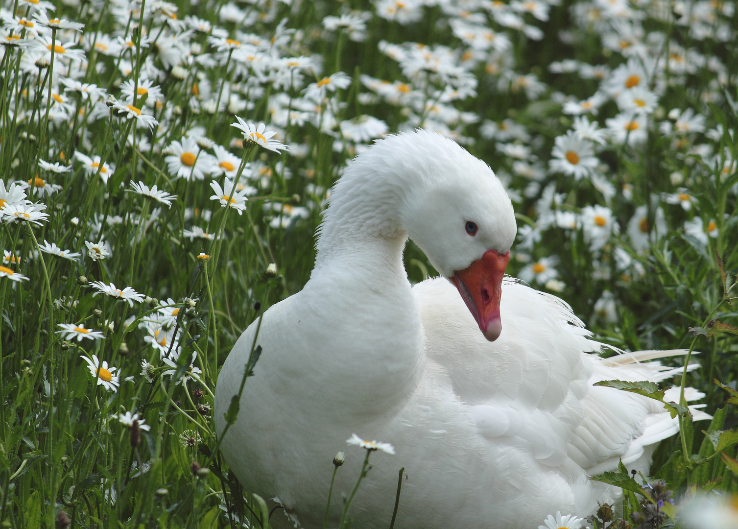 Gans in weiß