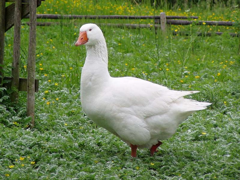 Gans in weiß ...