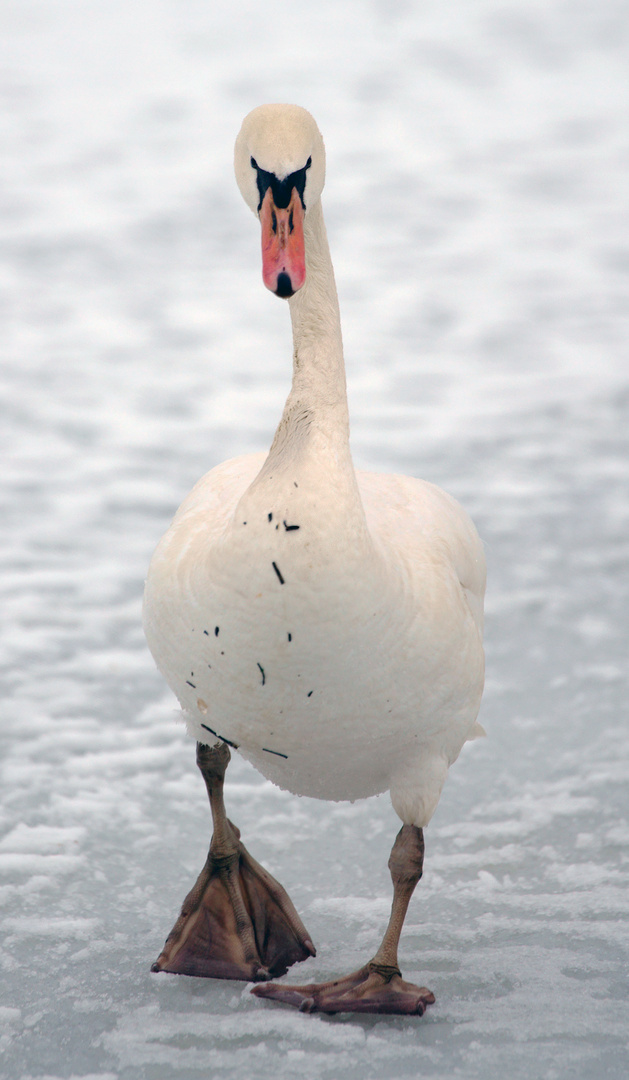 Gans in weiß ?