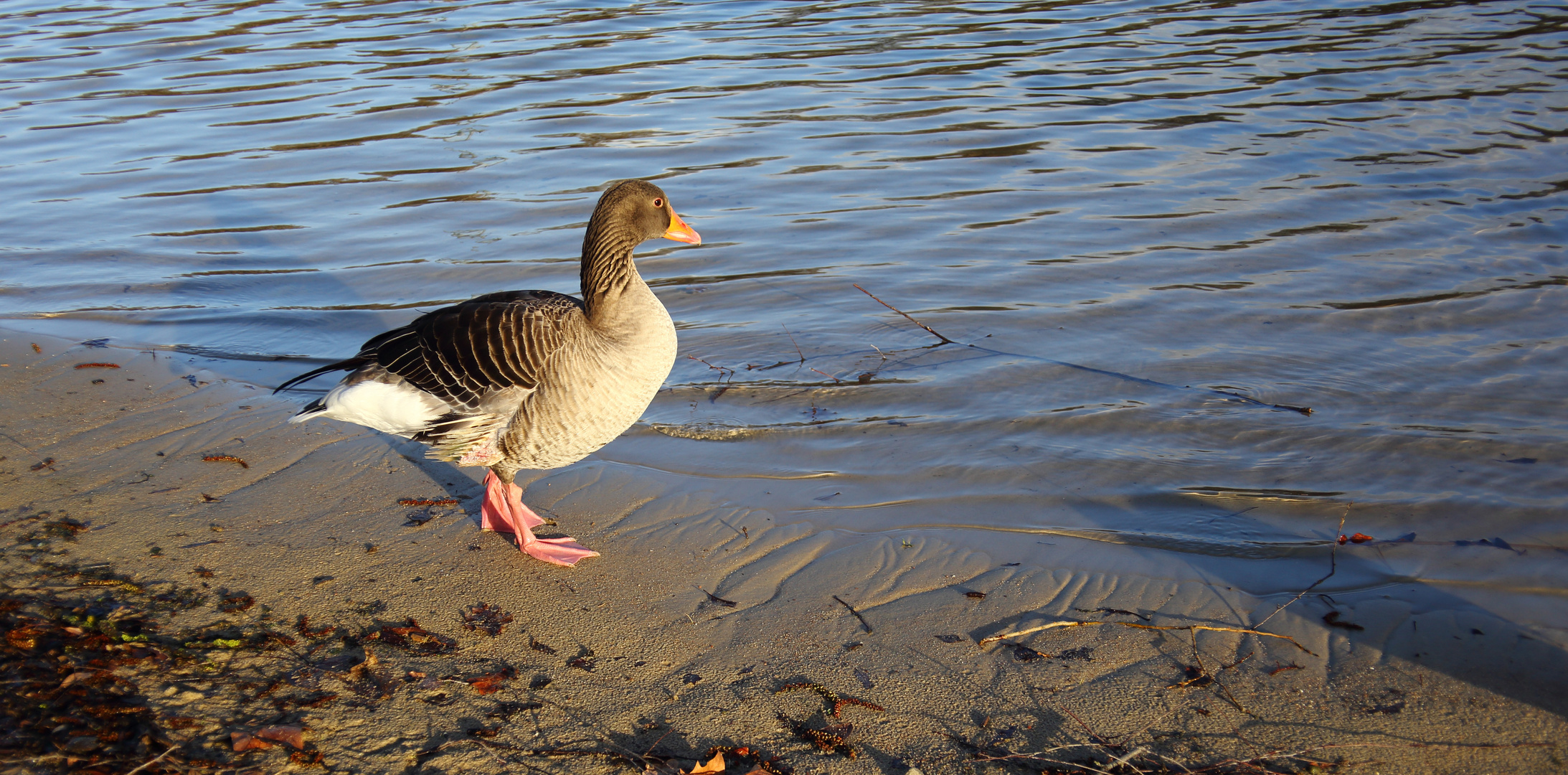 Gans interessant !