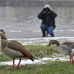 Gans interessante Kulturgeschichten