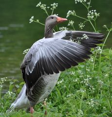 Gans Italia im Siegestaumel....