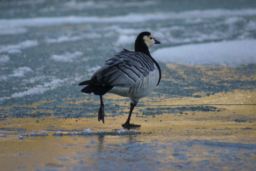 "Gans kalt"