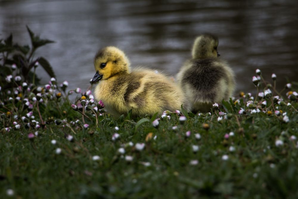 Gans-Kinder