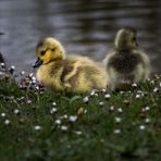 Gans-Kinder