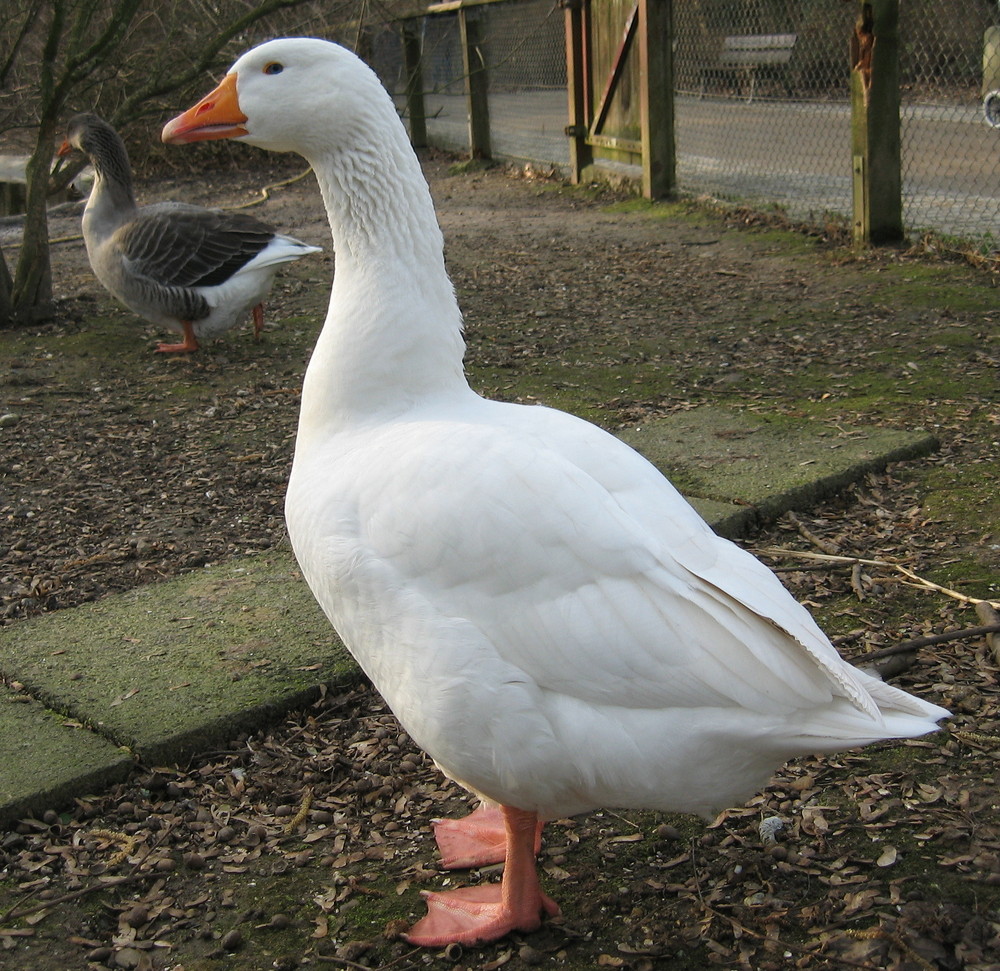 Gans Gans