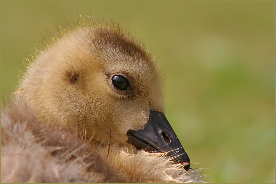 Gans klein