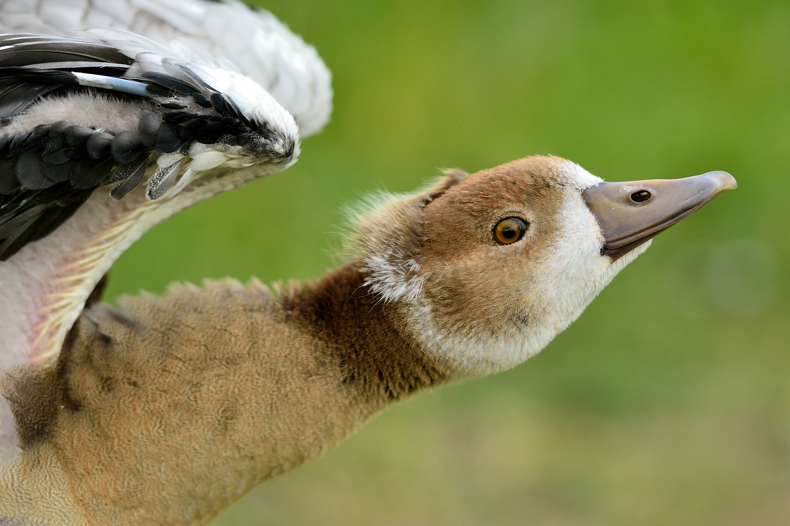 Gans klein.