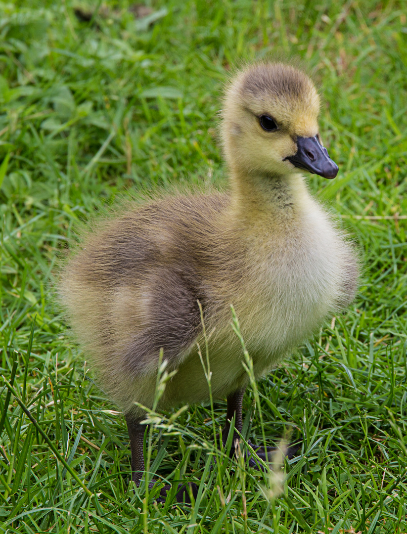 Gans klein / ganz gross