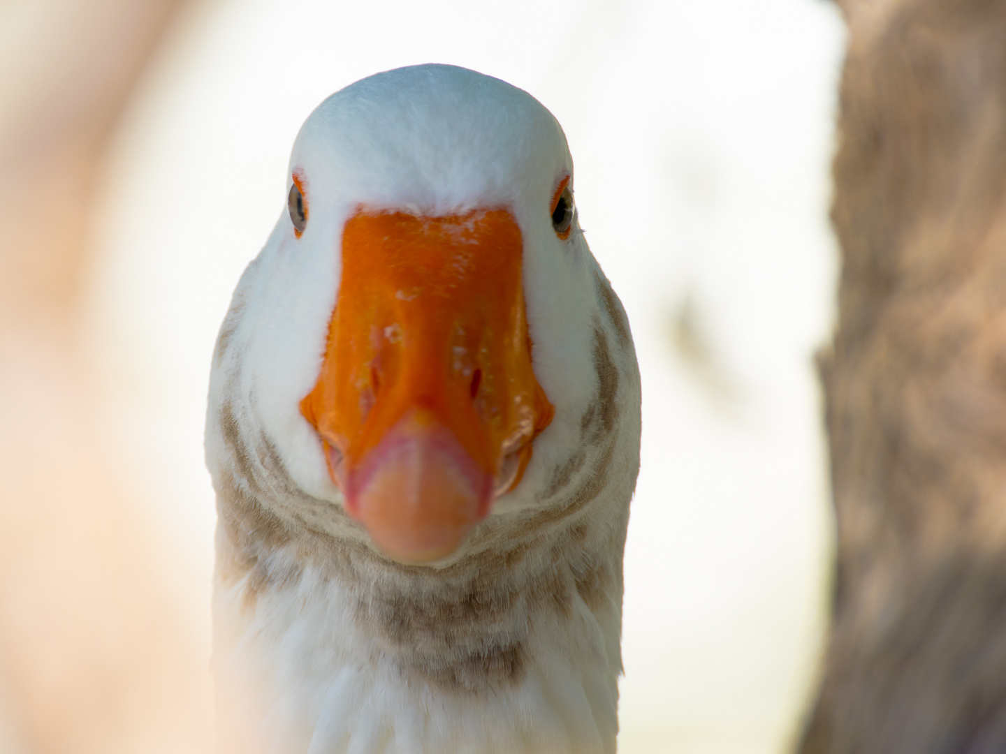 Gans, Kounas, Kreta, Griechenland