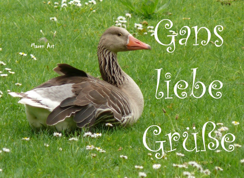 GANS liebe Grüße Foto & Bild karten und kalender, vögel, spezial