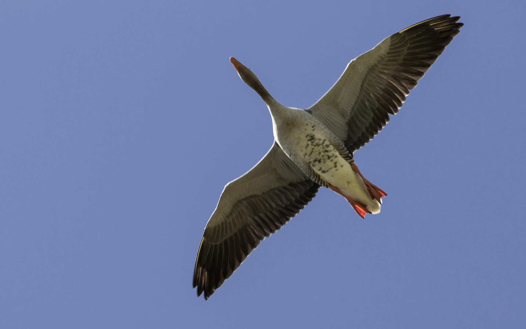 Gans losgelöst