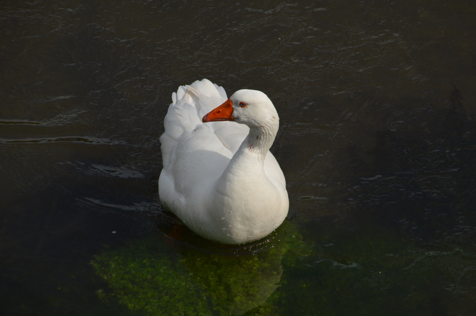 Gans macht Pause