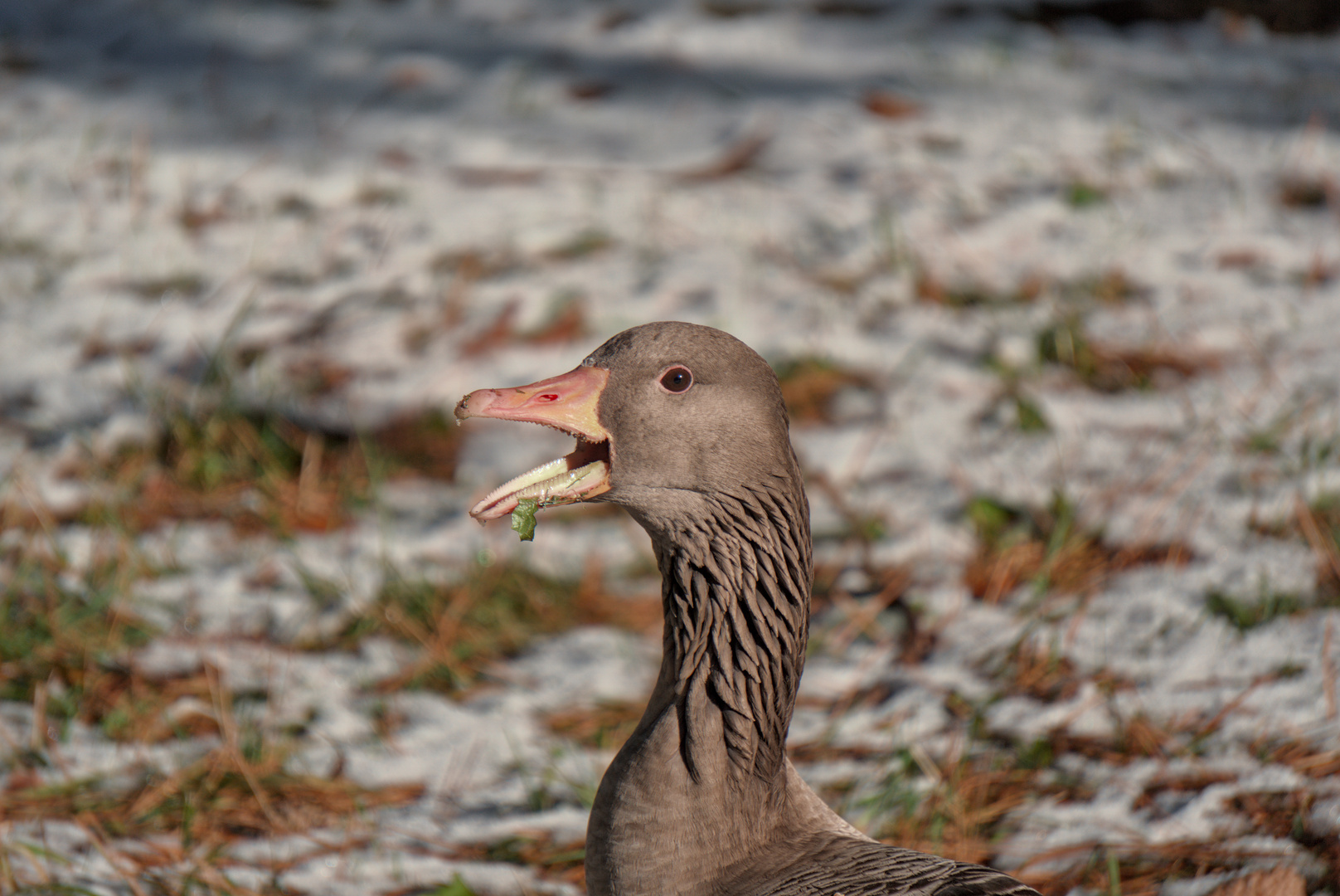 Gans mit Blatt vor dem Mund