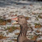 Gans mit Blatt vor dem Mund