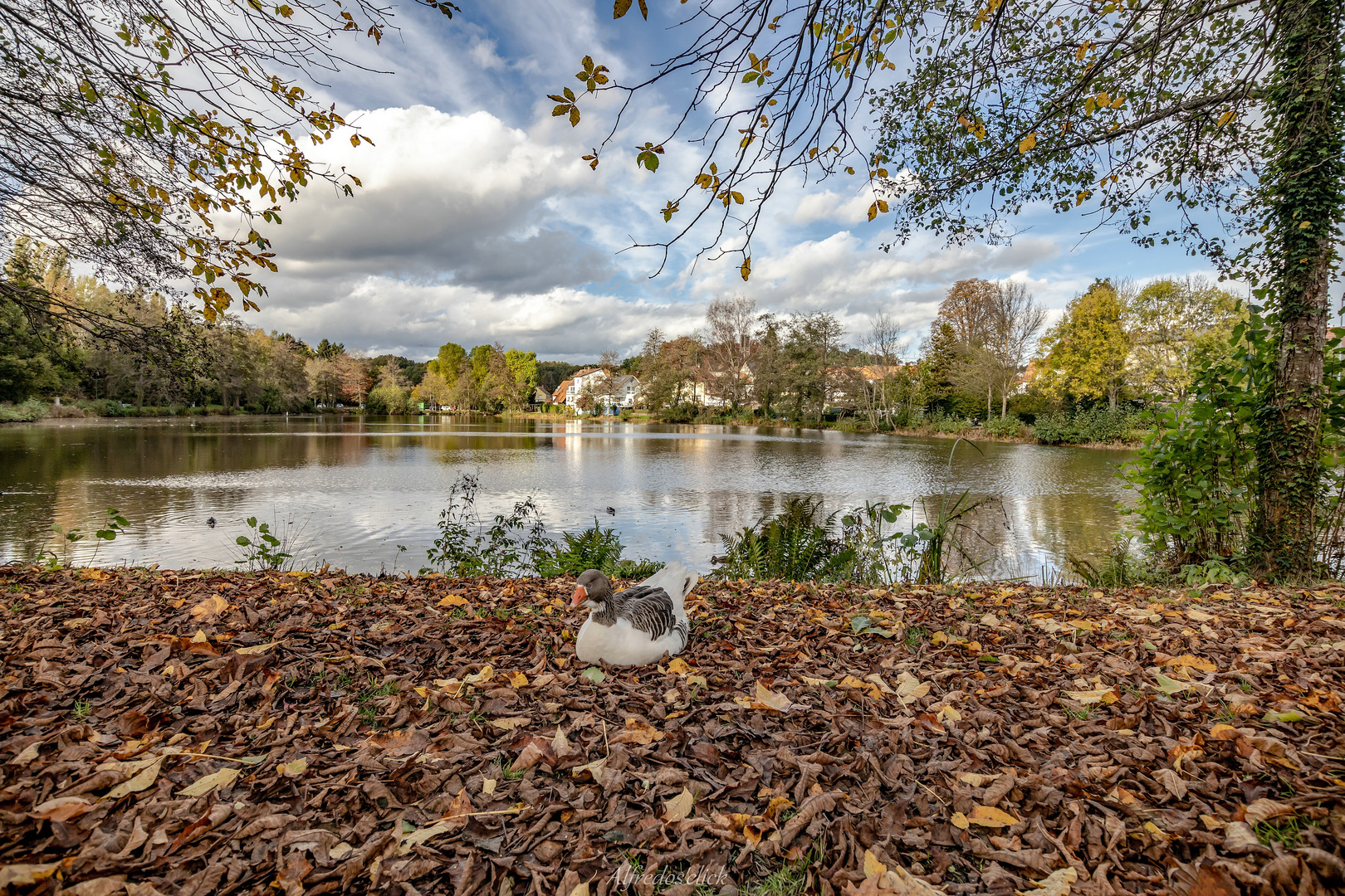 Gans mit Durchblick