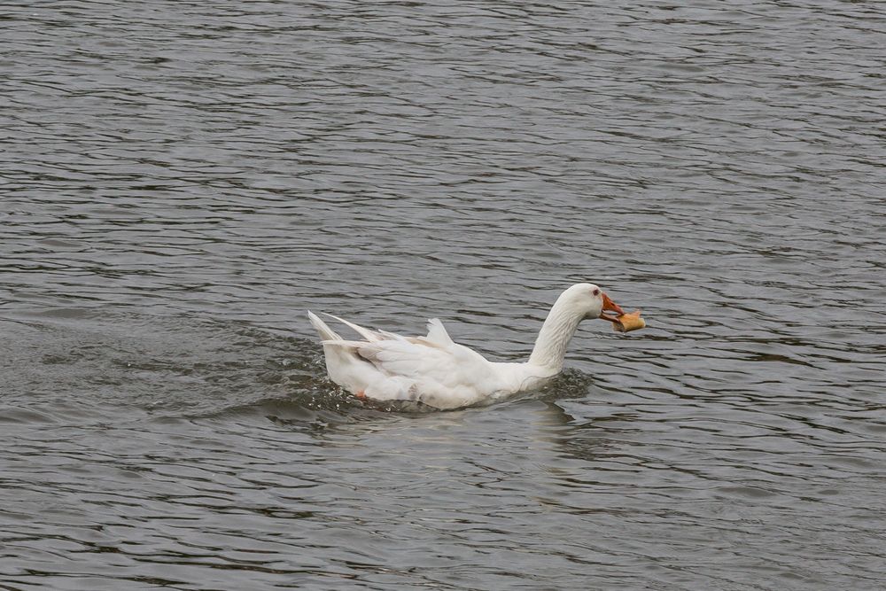 Gans mit Futter