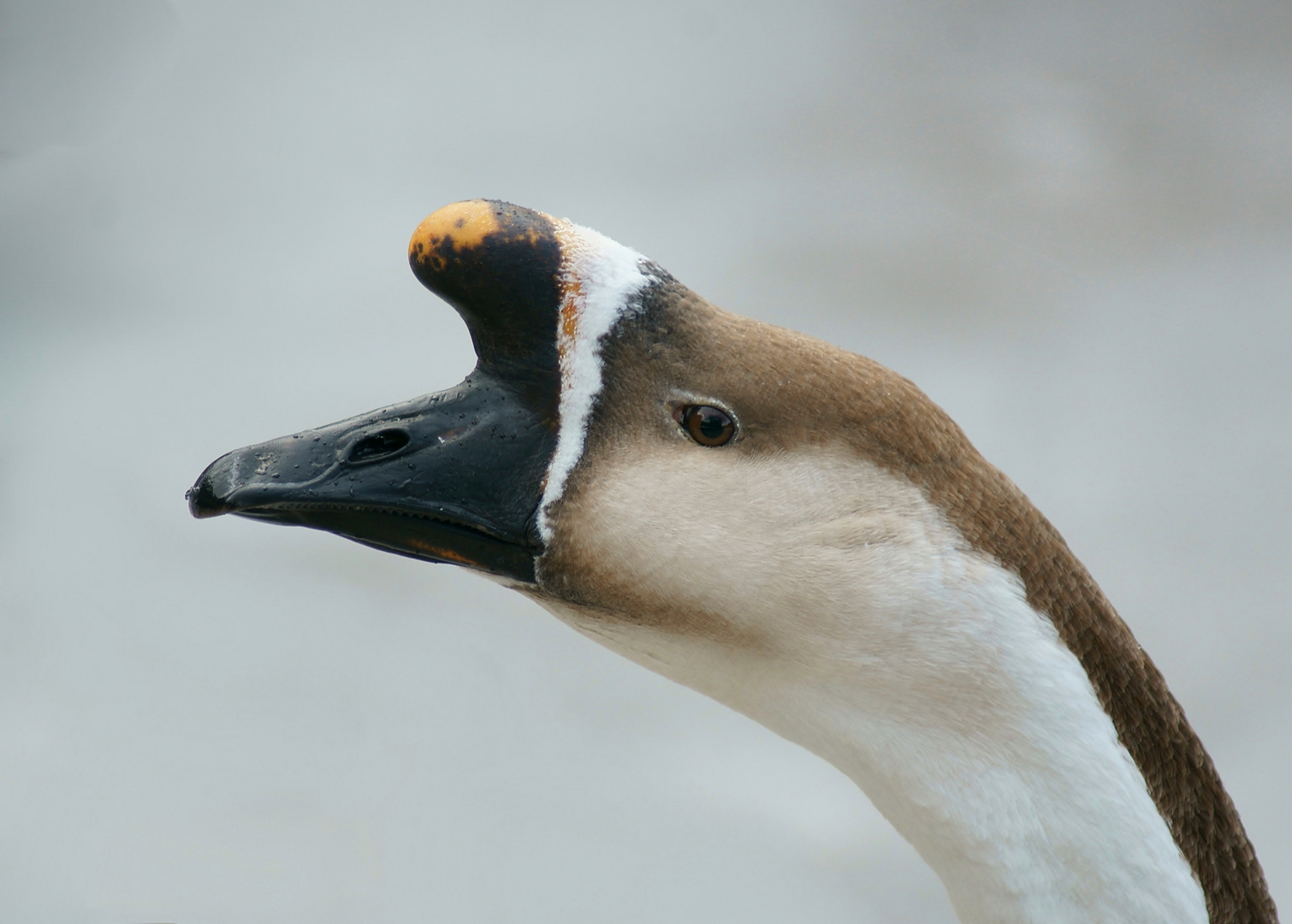 Gans mit GPS?