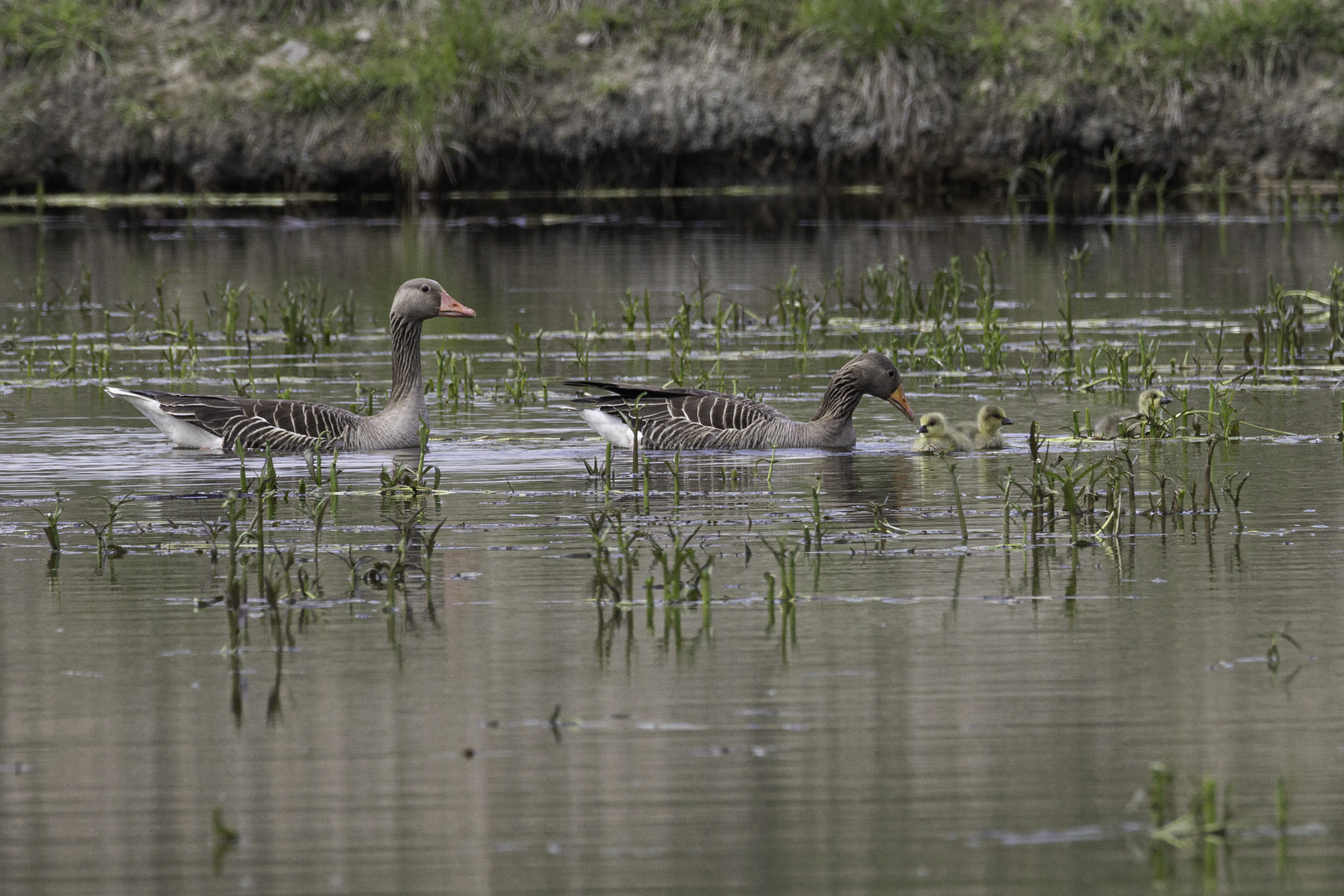 Gans mit Jungen-4707