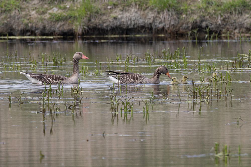 Gans mit Jungen-4707