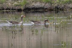 Gans mit Jungen-4707