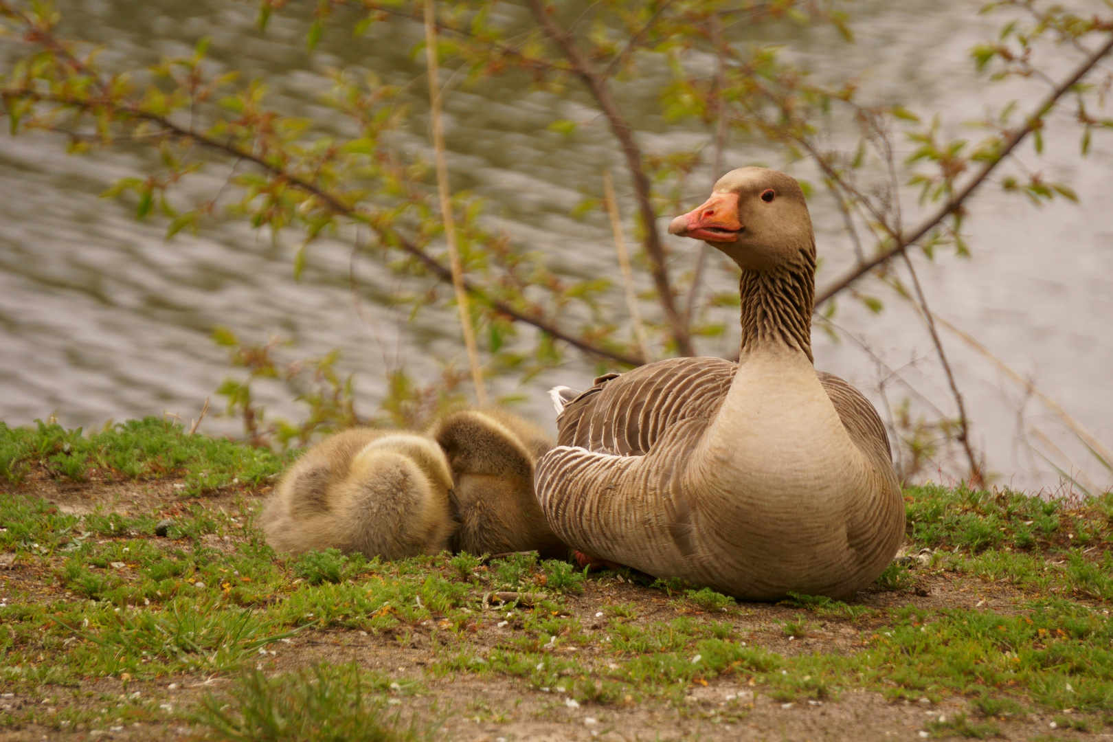 Gans mit Jungen