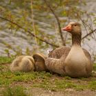 Gans mit Jungen