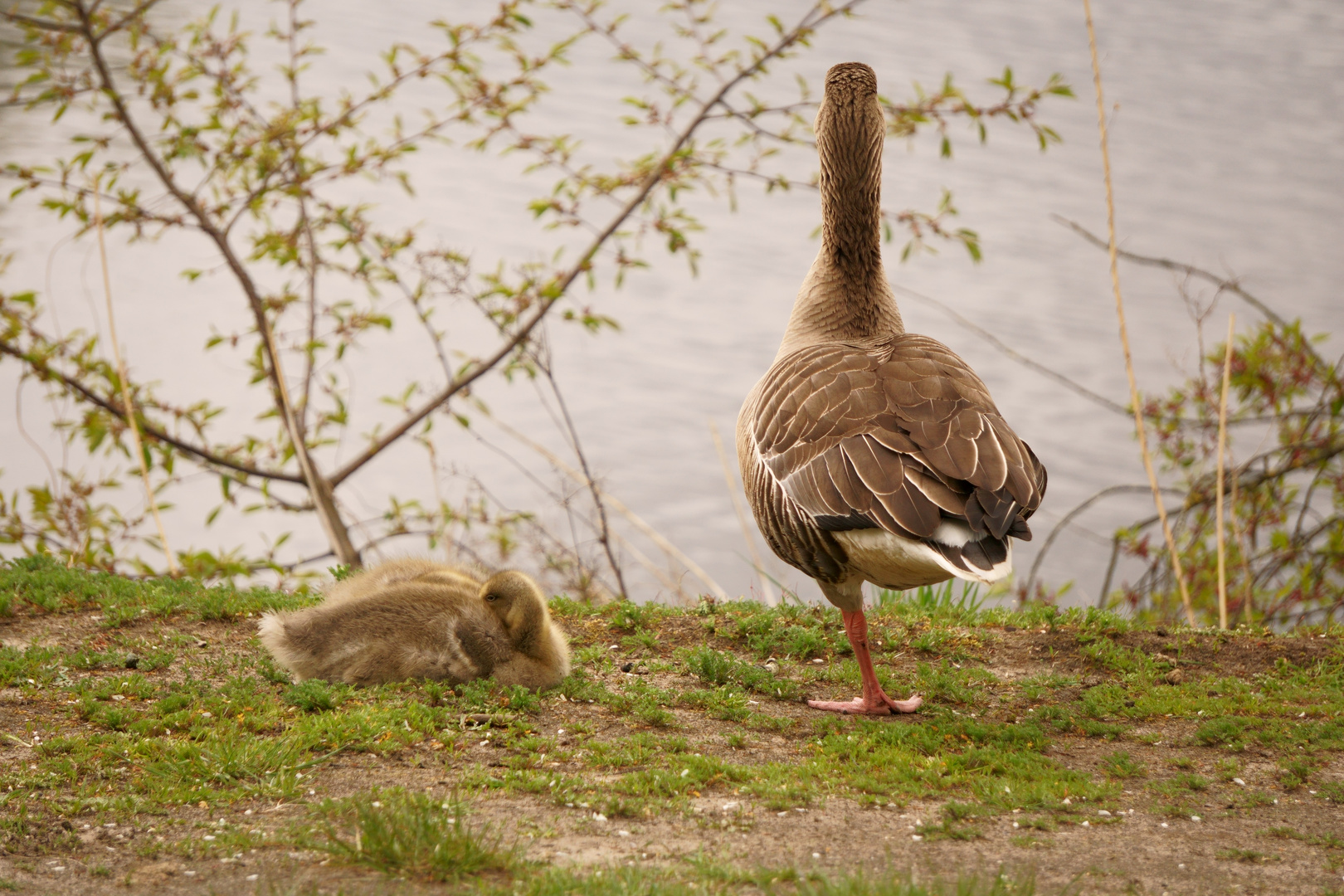 Gans mit Jungen