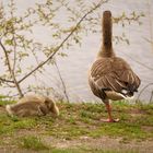 Gans mit Jungen