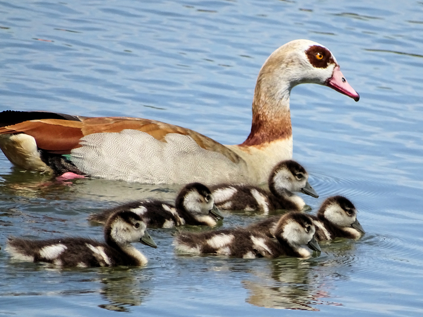 Gans mit Küken ( Nilgans )