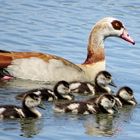 Gans mit Küken ( Nilgans )