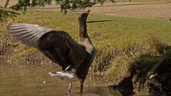 Gans mit offenen Flügel