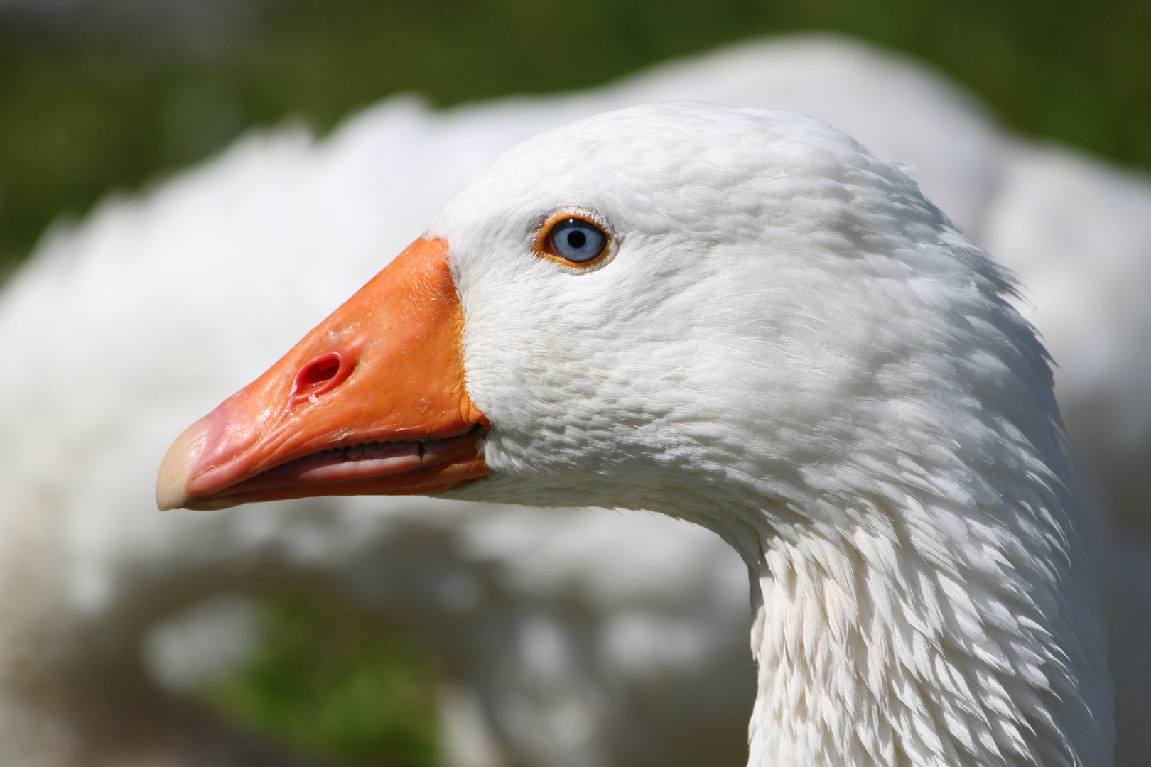 Gans mit sehr schönen blauen Augen!!!