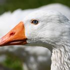 Gans mit sehr schönen blauen Augen!!!