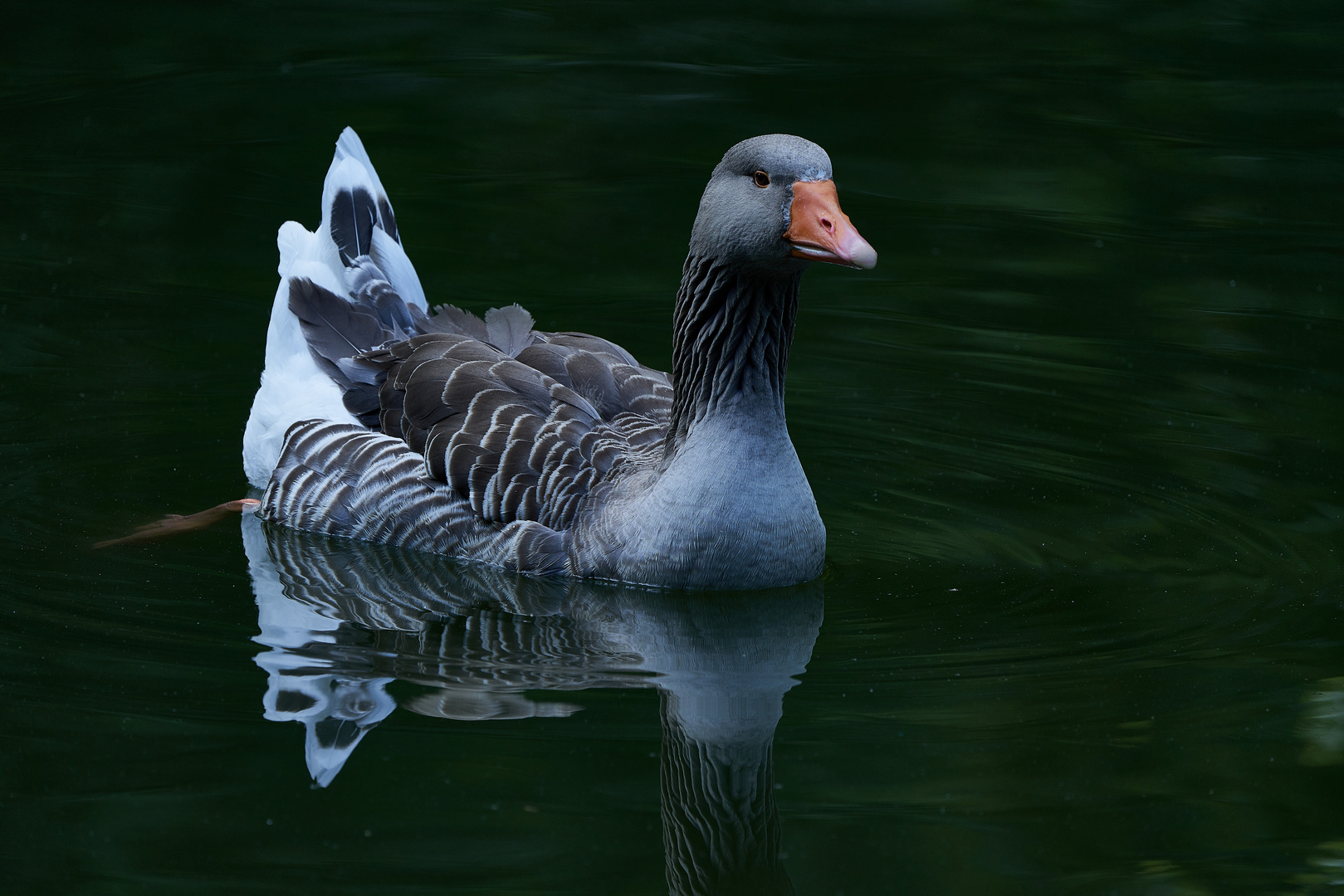 Gans mit Spiegelung