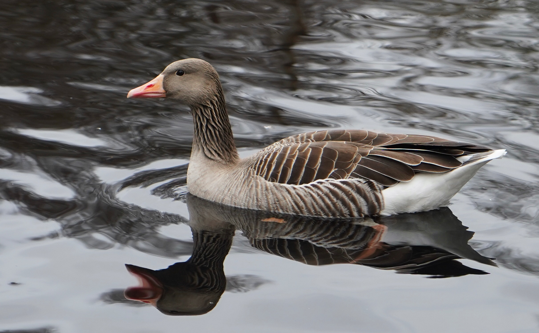 Gans mit Spiegelung 2