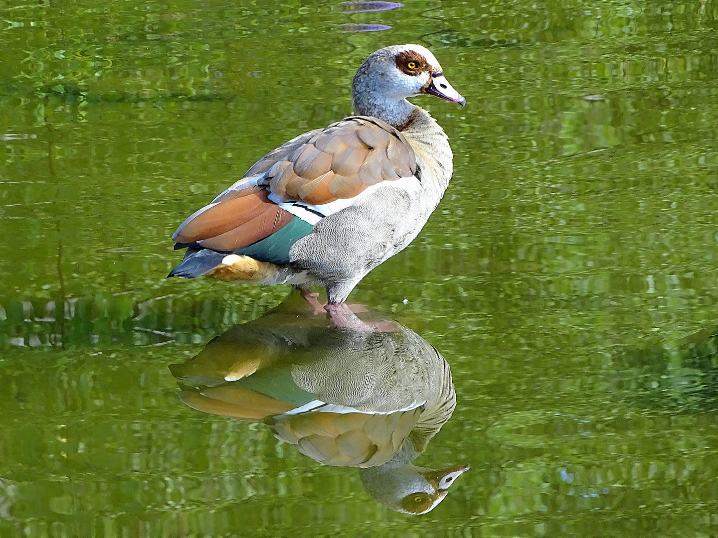 Gans mit Spiegelung