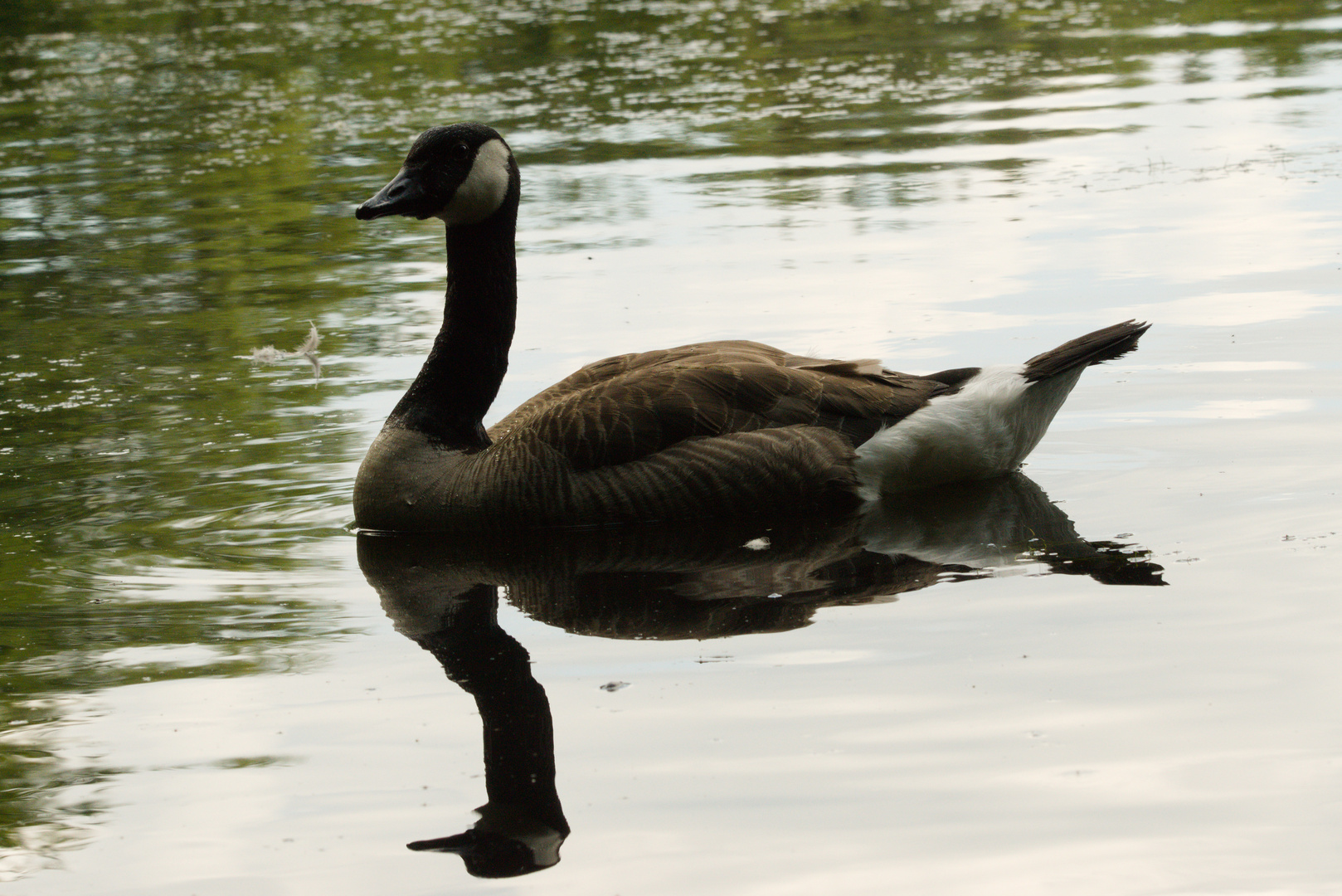 Gans mit Spiegelung