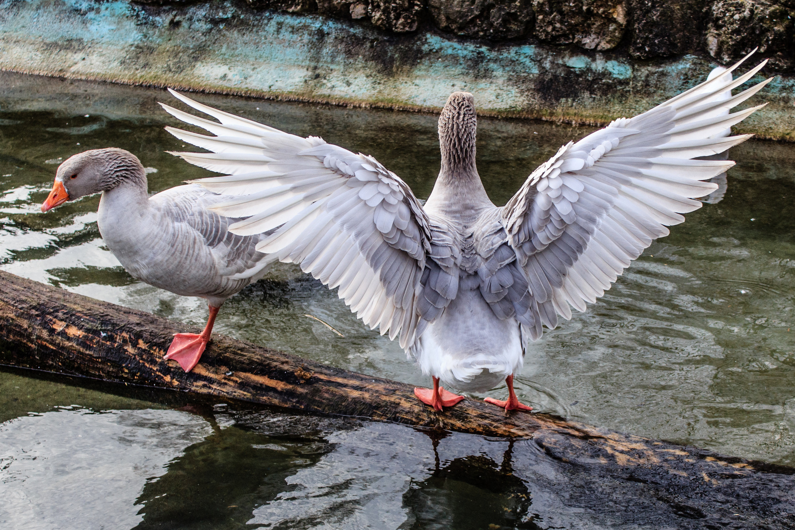 Gans mit tollen Flügeln