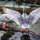 Gans mit tollen Flügeln